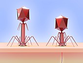 Bacteriophage infecting E. coli bacterium