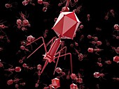 Bacteriophage T4 viruses,illustration