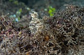 An algae octopus hidden on seabed