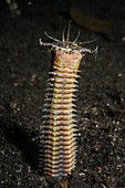 A bobbit worm in its burrow