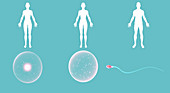 Three parent IVF,illustration