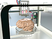 3D printed brain,conceptual image