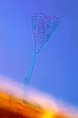 Suctoria protozoan,light micrograph