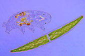 Desmid and tardigrade,light micrograph