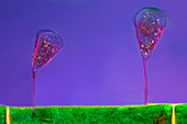 Suctoria on green algae,light micrograph