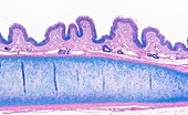 Trachea,light micrograph