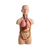 Anatomical teaching model