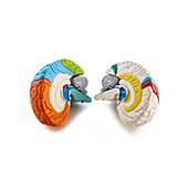 Brain anatomy model
