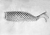 Euplectella glass sponge,illustration