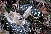 Python suffocating a rabbit
