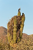 Osprey nesting in a cactus