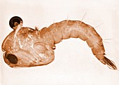 Anopheles stephensi mosquito pupa