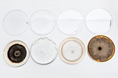 Penicillium fungus in petri dishes