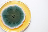 Penicillium fungus in a petri dish