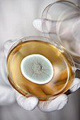 Penicillium fungus in a petri dish