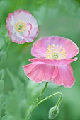 Pink Shirley poppies