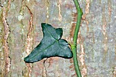 Common ivy leaf