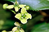 Spindle (Euonymus europaeus) flowers