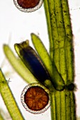 Pondweed,light micrograph