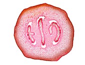 Clubmoss (Selaginella selaginoides) stem