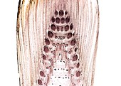 Horsetail (Equisetum telmateia) bud