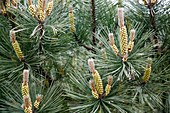 Scots pine (Pinus sylvestris) male cones
