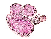 Cassytha sp. stem,light micrograph