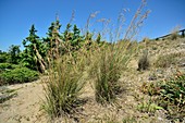 Cymbopogon hirtus grass shrubs