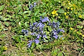 Bugleweed (Ajuga tenorii) flowers