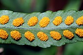 Southern polypody (Polypodium australe)