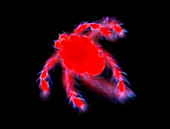 Water mite,light micrograph
