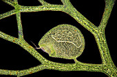 Bladderwort carnivorous plant,micrograph