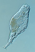 Rotifer,light micrograph