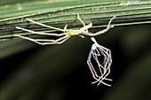 Spider with shed skin