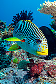 Striped sweetlips on a reef