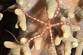 Brittlestar on a reef