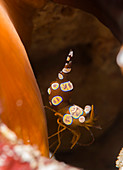 Anemone shrimp on a reef