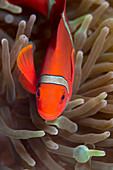 Spinecheek anemone fish on host anemone