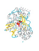 Hepatitis C polymerase enzyme molecule