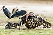 Scavenging Marabou Stork