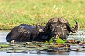 Cape Buffalo feeding on water lilies
