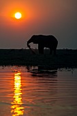 African elephant on the Chobe River