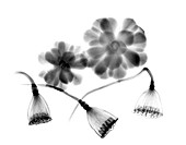 Lotus seedheads and houseleeks,X-ray