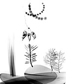 Assorted plants,X-ray
