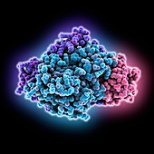 Iron hydrogenase-cytochrome complex