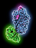 Proteinase inhibitor molecule