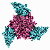 Adenovirus host cell receptor molecule