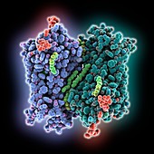 Rhodopsin molecule