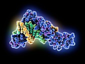 Wilms tumor suppressor bound to DNA