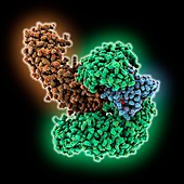 Nuclear transport complex molecule